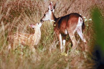 Albino deer caught on camera in a Tennessee field!