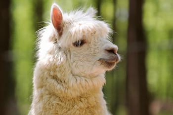 Guy Brings a Tuxedo-Wearing Llama to His Sister’s Wedding. Guy Brings a Tuxedo-Wearing Llama to His Sister’s Wedding.