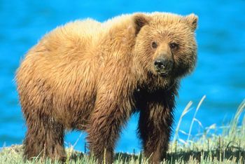 A Seattle hockey mascot has a close call with a charging brown bear!