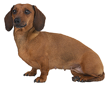 Dachshund puppy is born with unique black and white spotted body like a cow!