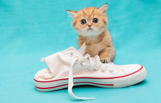 Cat caught on camera stealing more than 100 shoes!