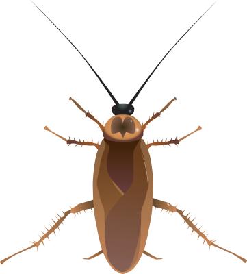 They Just Held Cockroach Races in Maine!