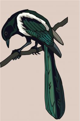 Man from Australia Says He’s “Targeted” By a Bird to and From Work Every day!