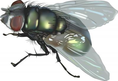 Fly Found “Buzzing Around” Inside Patient During Colonoscopy!