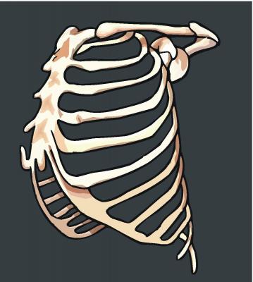 According to new statistics, this is the most commonly broken human bone. What is it? According to new statistics, this is the most commonly broken human bone. What is it?