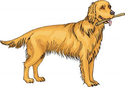 Thousands of golden retrievers gather in a park in Argentina for a meetup!